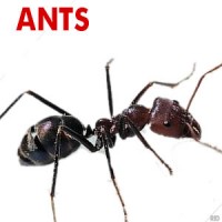 Ants