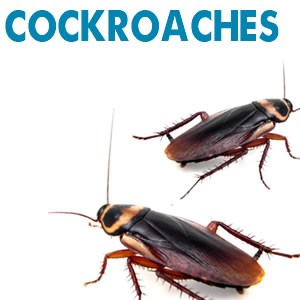 Cockroaches