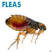 Fleas
