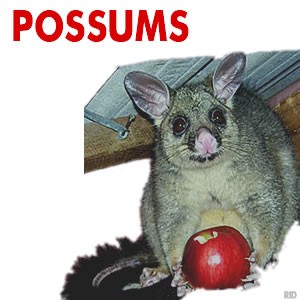 Possums