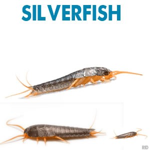 Silverfish