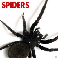Spiders