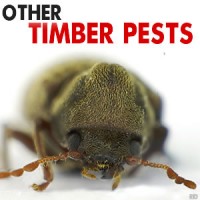 Termites