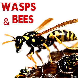 Wasps & Bees